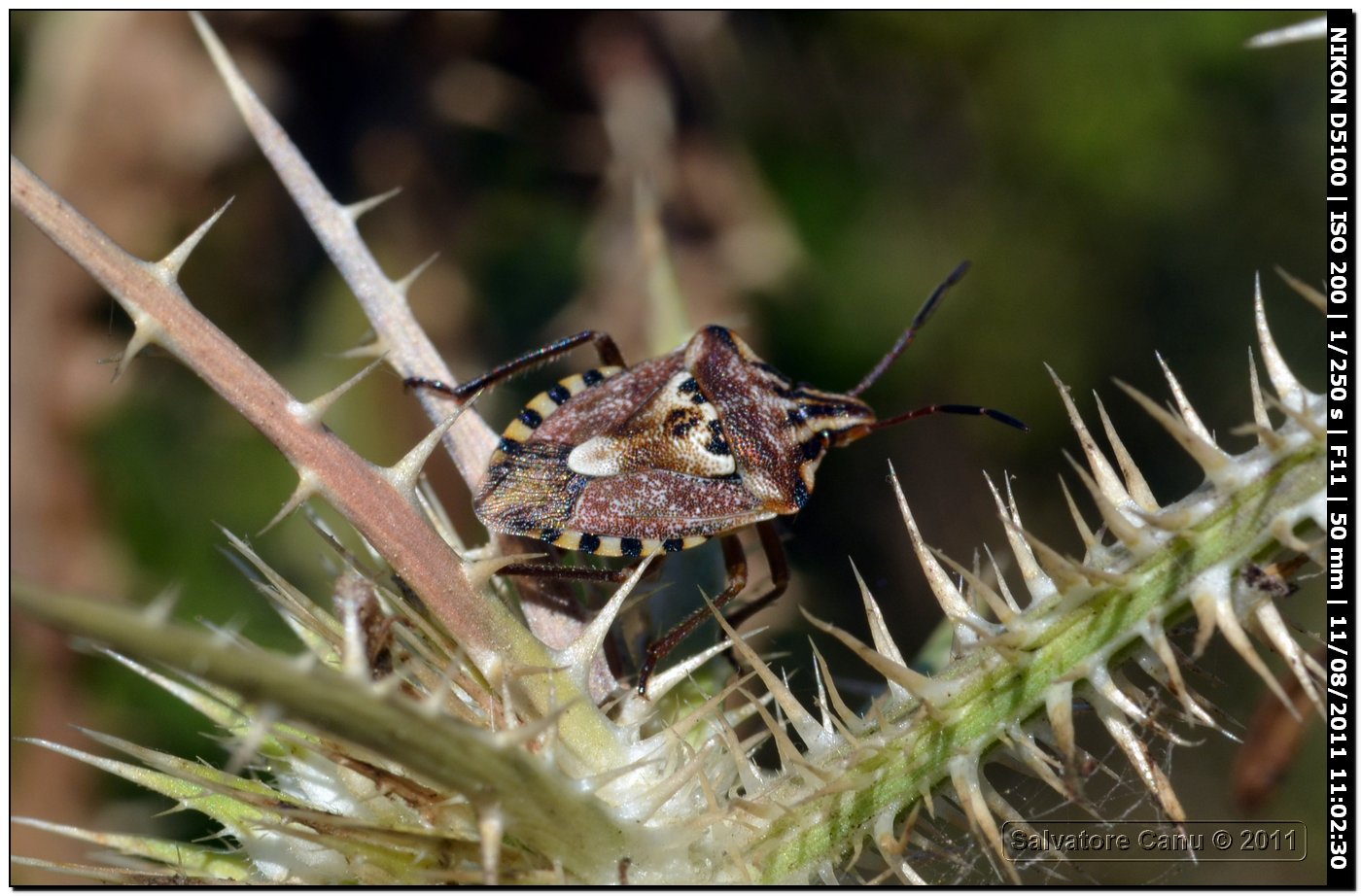 Pentatomidae: Codophila varia in Sardegna (SS)